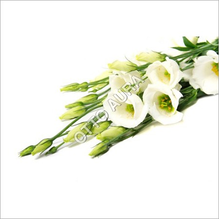 Tuberose Absolute Oil