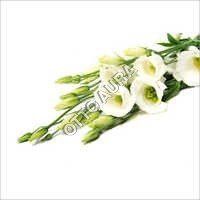 Tuberose Absolute Oil - Polianthes Tuberosa, White, Solvent Extracted | Aromatic, Floral, Intense, Long-lasting, Versatile, Stimulating