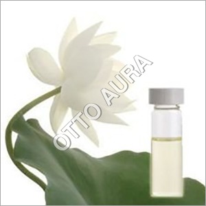 White Lotus Absolute Oil