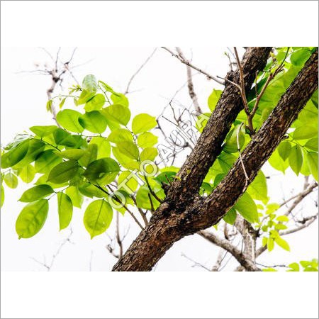 Amyris Oil