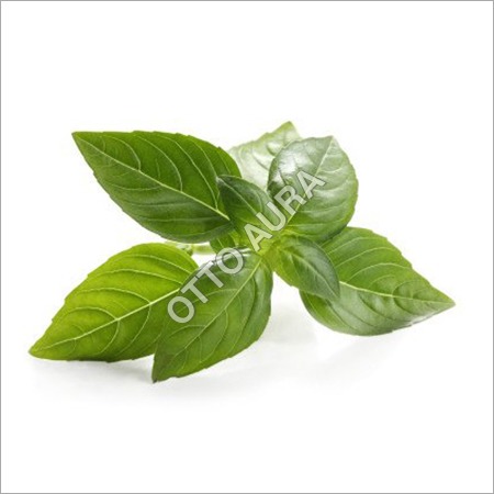 Basil Oil