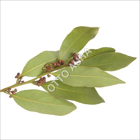 Bay Leaf Oil