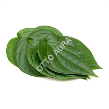 Betel Leaf Oil