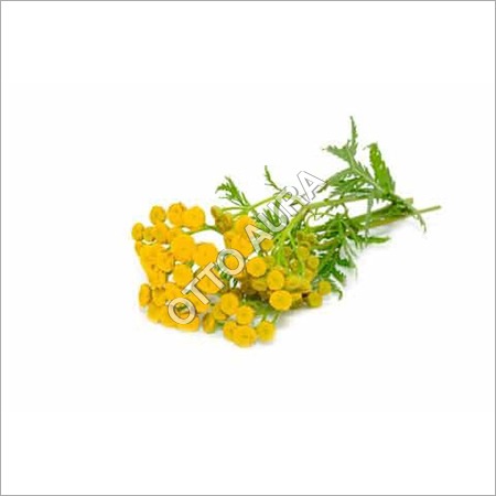 Blue Tansy Oil