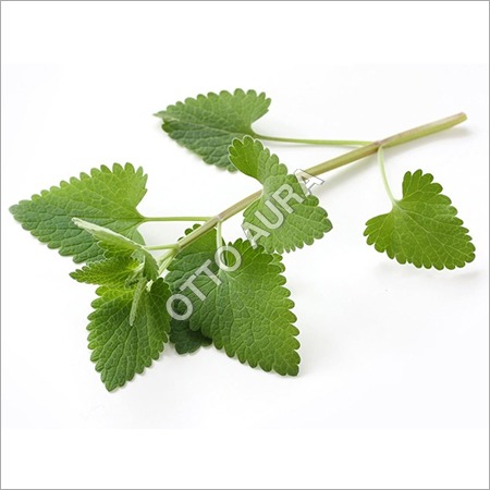 Catnip Oil