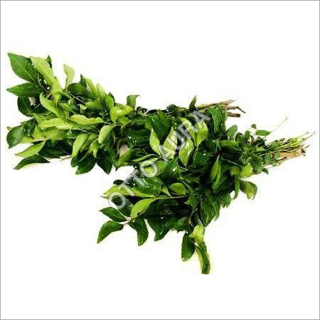 Curry Leaf Oil