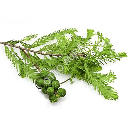 Cypress Oil