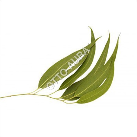 Eucalyptus Citriodora Oil