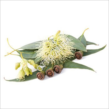 Eucalyptus Globulus Oil