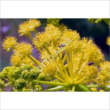 Galbanum Oil