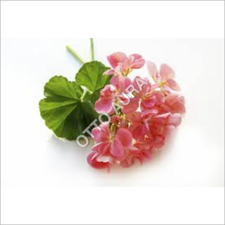 Egyptian Geranium Oil