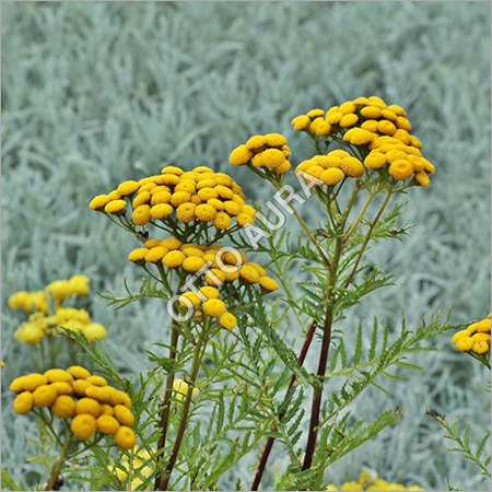 Helichrysum Oil