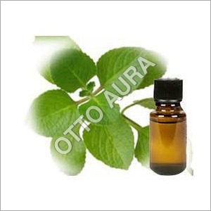 Hyssop Oil