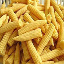 Fresh Sweet Corn