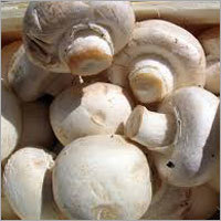 Fresh Mushroom