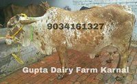 Rathi Cow