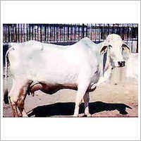 Tharparkar Cows