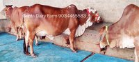 Pure Rathi cow