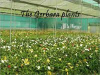 Gerbera Plant Poly Green House