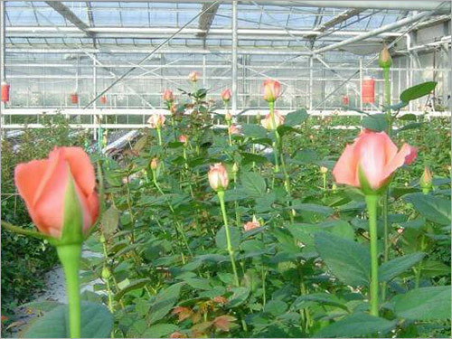 Poly Green House