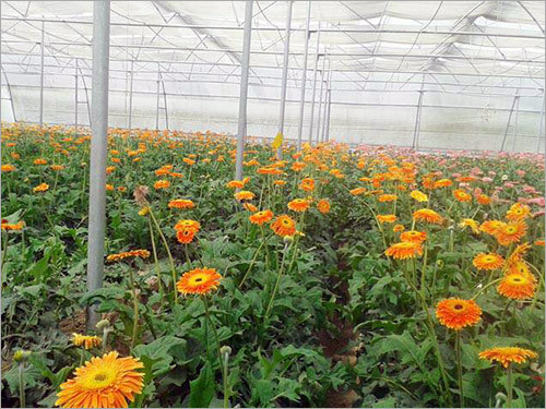 Eco Friendly Green House