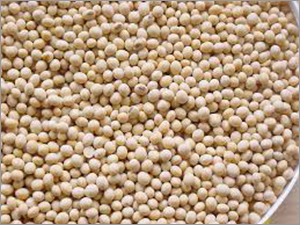 Dried Soybean Seed