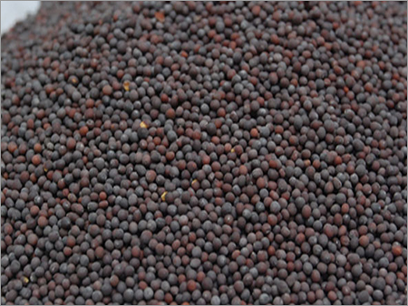Black Mustard Seeds