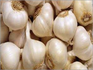 Indian White Garlic