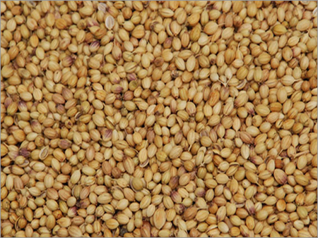 Coriander Seeds