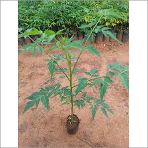 Malbar Neem Samplings