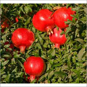 Fresh Pomegranate