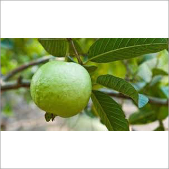 Green Guava