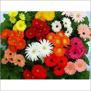 Gerbera Daisy Flower