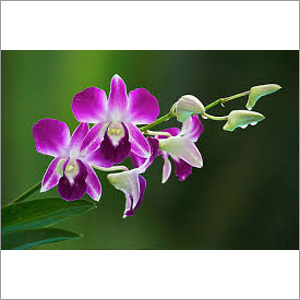 Fresh Lily Flower