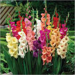 Gladiolus Flower