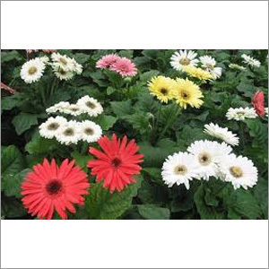 Fresh Gerbera Daisy Flower