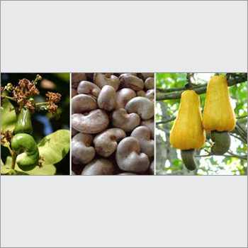 Raw Cashew Nuts