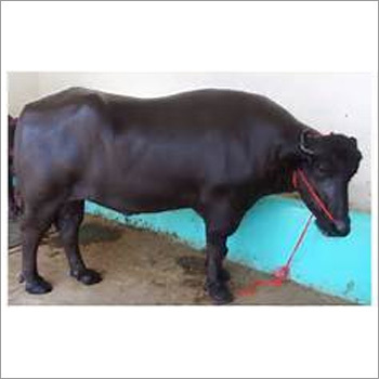 Black Murrah Bull