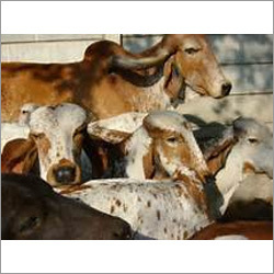 Tharparker Cow Gender: Female