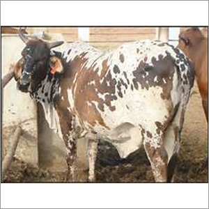 Tharparker Cow