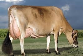 Jersey Cow
