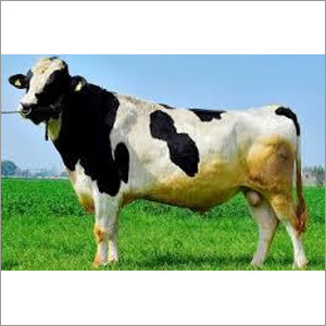 HF BULL