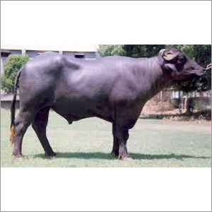 Murrah Bull