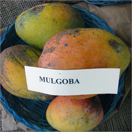 Malgoba Mango