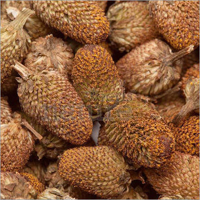 Spilanthes Acemella Akarkara