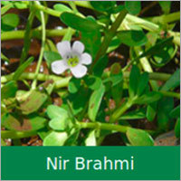 Nir Brahmi Dry Extract