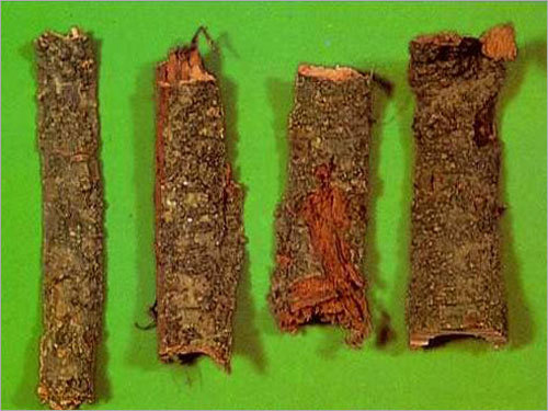 Kanchnar Bark