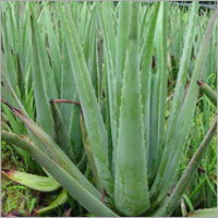 Aloe Leaf