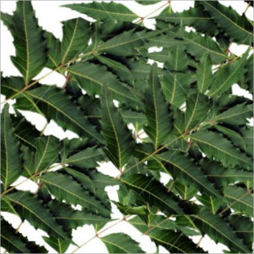 Senna Leaves Extract