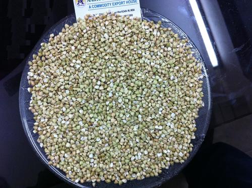 Olive Green Buck Wheat